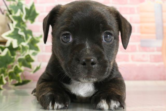 群馬県のハーフ犬 (Coo&RIKU伊勢崎店/2023年9月23日生まれ/男の子/ブラックホワイト)の子犬