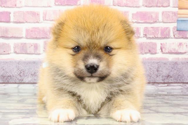 群馬県のハーフ犬 (Coo&RIKU伊勢崎店/2023年9月23日生まれ/男の子/レッド(赤))の子犬