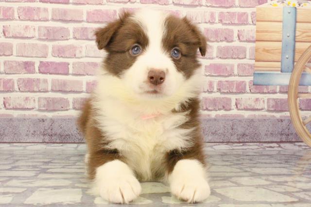 群馬県のボーダーコリー (Coo&RIKU伊勢崎店/2023年9月17日生まれ/女の子/チョコレートホワイト)の子犬