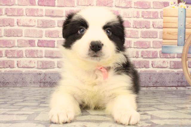 群馬県のボーダーコリー (Coo&RIKU伊勢崎店/2023年9月17日生まれ/女の子/ブラックホワイト)の子犬
