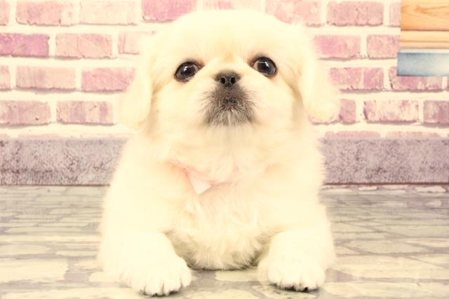 大阪府のペキニーズ (Coo&RIKU梅田店/2023年9月24日生まれ/女の子/ホワイト(白))の子犬