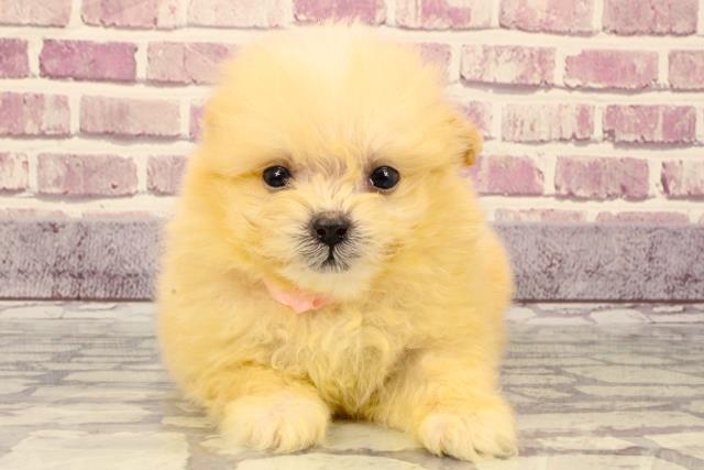 兵庫県のポメプー (Coo&RIKU神戸三宮店/2023年9月24日生まれ/女の子/クリーム)の子犬