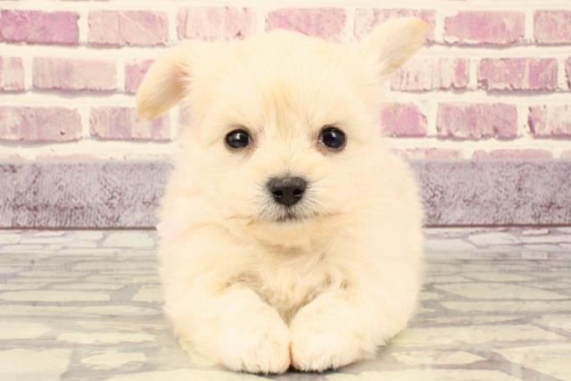 兵庫県のチワプー(プーチー) (Coo&RIKU神戸三宮店/2023年9月24日生まれ/女の子/クリーム)の子犬