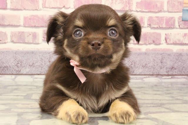 兵庫県のチワワ(ロング) (Coo&RIKU尼崎店/2023年9月24日生まれ/女の子/チョコレートクリームホワイト)の子犬