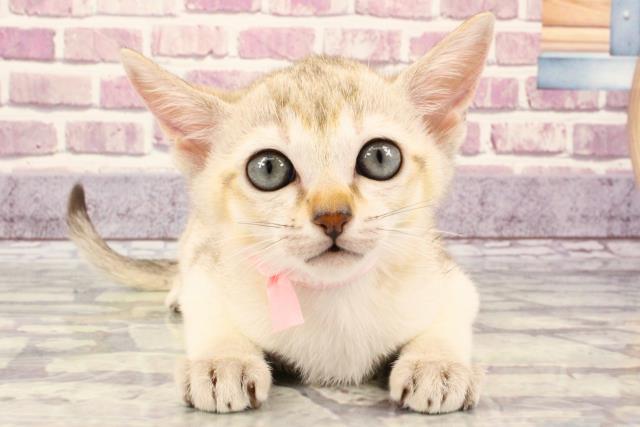 滋賀県のシンガプーラ (Coo&RIKU東近江店/2023年9月21日生まれ/女の子/セピアアグーティ)の子猫
