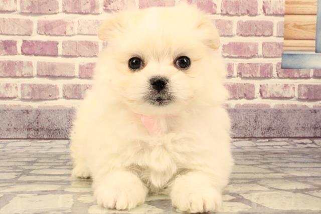 大阪府のポメマル(マルポメ) (Coo&RIKU寝屋川店/2023年9月23日生まれ/女の子/クリーム)の子犬