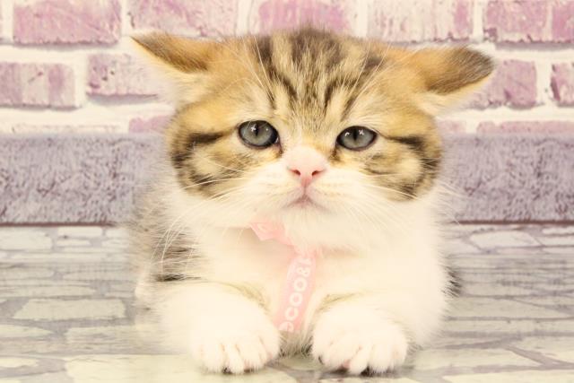 群馬県のミヌエット (Coo&RIKU伊勢崎店/2023年9月23日生まれ/女の子/ブラウンタビーホワイト)の子猫