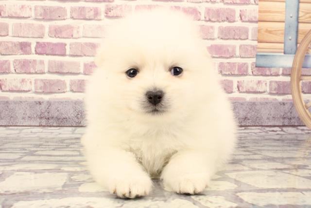 大阪府のポメラニアン (Coo&RIKU松原店/2023年9月24日生まれ/男の子/クリーム)の子犬