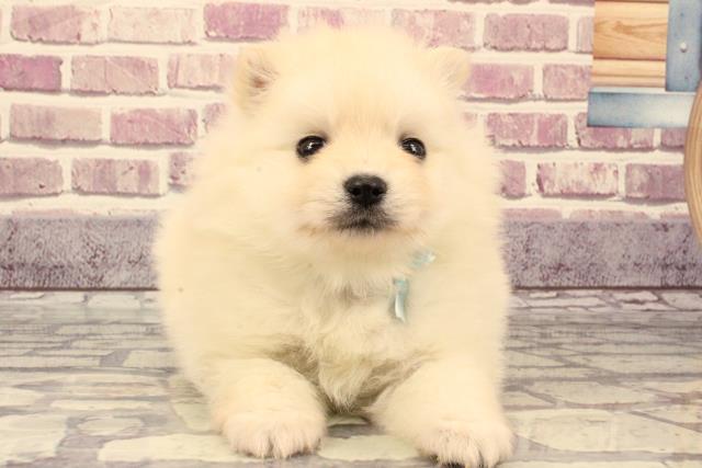 滋賀県のポメラニアン (Coo&RIKU東近江店/2023年9月24日生まれ/女の子/クリーム)の子犬