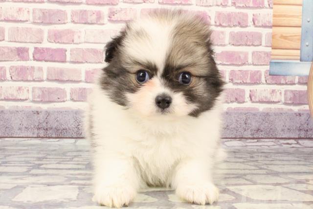 大阪府のハーフ犬 (Coo&RIKU松原店/2023年9月23日生まれ/男の子/パーティーカラー)の子犬
