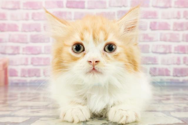 高知県のスコティッシュフォールド (Coo&RIKU高知御座店/2023年9月22日生まれ/男の子/レッドタビーホワイト)の子猫