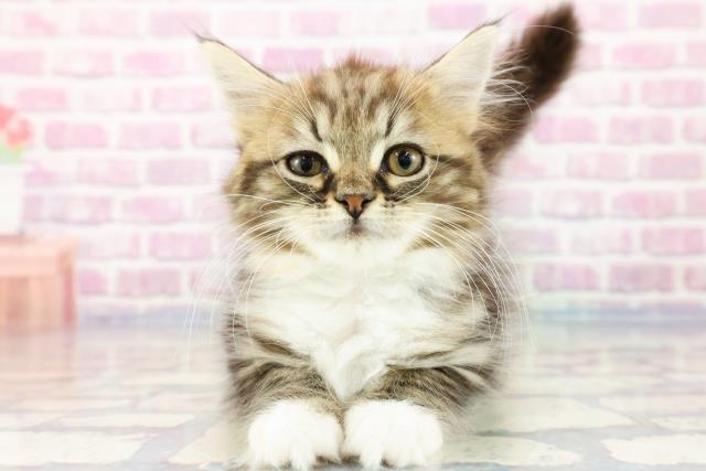 新潟県のサイベリアン (Coo&RIKU新潟西店/2023年9月11日生まれ/男の子/ブラウンタビーホワイト)の子猫