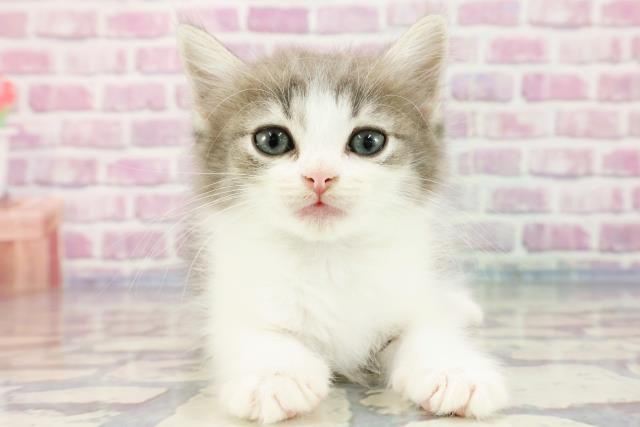 神奈川県のノルウェージャンフォレストキャット (Coo&RIKU長津田店/2023年9月22日生まれ/女の子/ブルータビーホワイト)の子猫