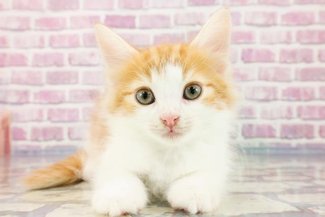 神奈川県のノルウェージャンフォレストキャット (Coo&RIKU日吉店/2023年9月22日生まれ/男の子/レッドクラシックタビーホワイト)の子猫