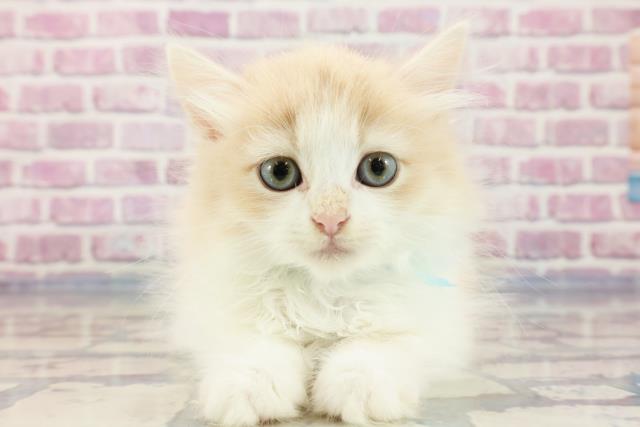埼玉県のラガマフィン (Coo&RIKU川越店/2023年9月22日生まれ/男の子/クリームタビーホワイト)の子猫