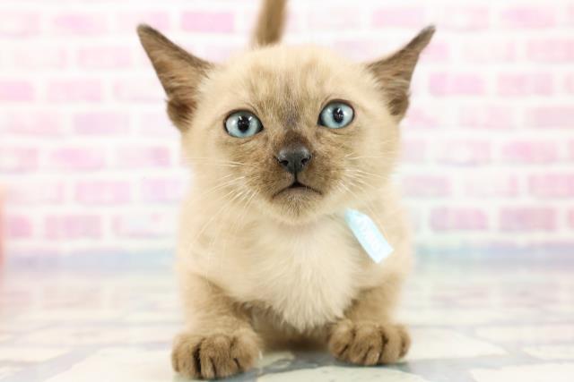 兵庫県のトンキニーズ (Coo&RIKU丹波店/2023年9月24日生まれ/男の子/ナチュラルミンク)の子猫