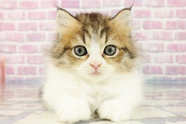 沖縄県のラガマフィン (Coo&RIKUイオン北谷店/2023年9月20日生まれ/女の子/ブラウンマッカレルタビーホワイト)の子猫
