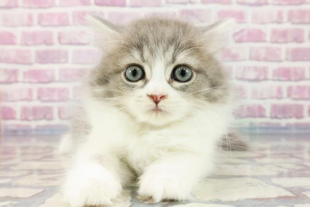 石川県のラガマフィン (Coo&RIKUイオン野々市南店/2023年9月20日生まれ/女の子/ブルータビーホワイト)の子猫