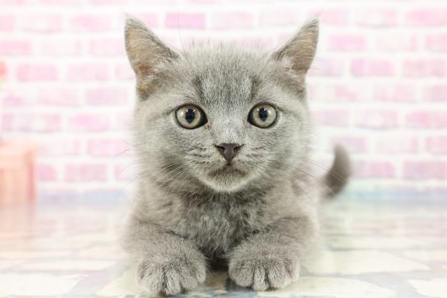 神奈川県のブリティッシュショートヘアー (Coo&RIKU日吉店/2023年9月23日生まれ/男の子/ブルー)の子猫