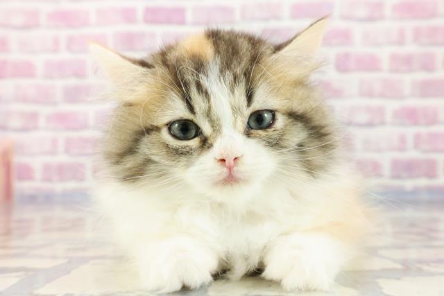 北海道のラガマフィン (Coo&RIKU帯広店/2023年9月16日生まれ/女の子/キャリコ)の子猫