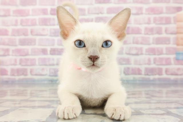 和歌山県のトンキニーズ (Coo&RIKU和歌山店/2023年9月4日生まれ/女の子/プラチナミンク)の子猫