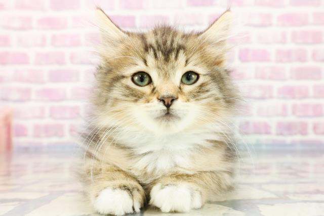 群馬県のノルウェージャンフォレストキャット (Coo&RIKU高崎店/2023年9月9日生まれ/男の子/ブラウンマッカレルタビーホワイト)の子猫