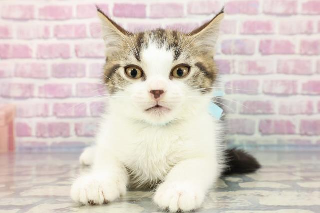 長野県のスコティッシュフォールド (Coo&RIKU松本店/2023年9月4日生まれ/男の子/ブラウンタビーホワイト)の子猫