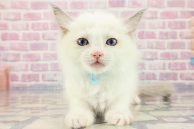 北海道のラグドール (Coo&RIKU帯広店/2023年9月24日生まれ/男の子/ブルーポイントバイカラー)の子猫