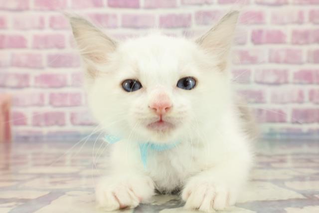 神奈川県のラグドール (Coo&RIKU長津田店/2023年9月24日生まれ/男の子/ブルーポイントバイカラー)の子猫