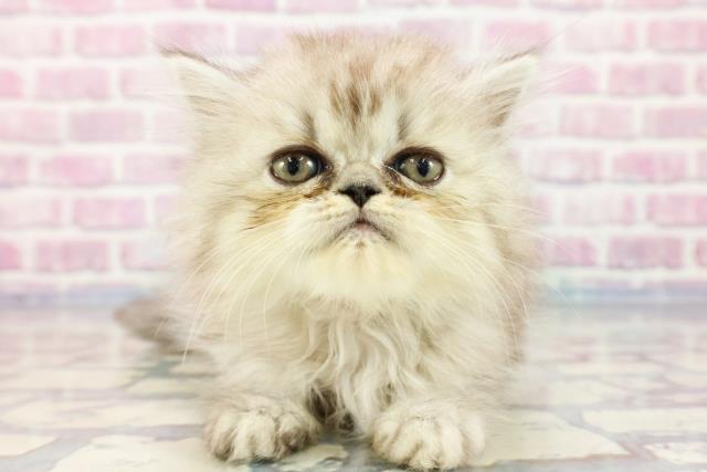 千葉県のエキゾチック (Coo&RIKU南柏店/2023年9月22日生まれ/女の子/シルバータビー)の子猫