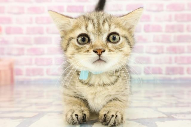 神奈川県のマンチカン (Coo&RIKU横浜青葉店/2023年9月24日生まれ/男の子/ブラウンタビー)の子猫