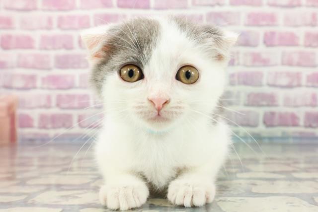 高知県のスコティッシュフォールド (Coo&RIKU高知御座店/2023年9月16日生まれ/男の子/ブルータビーホワイト)の子猫