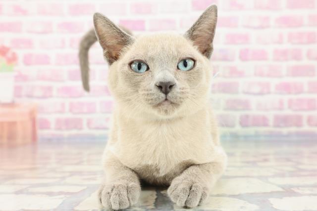 滋賀県のトンキニーズ (Coo&RIKU長浜店/2023年8月10日生まれ/男の子/シャンパンミンク)の子猫