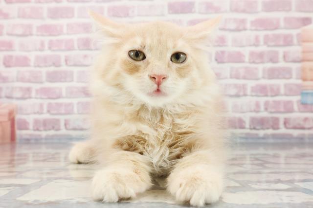 群馬県のノルウェージャンフォレストキャット (Coo&RIKU藤岡店/2023年8月25日生まれ/男の子/クリームタビー)の子猫