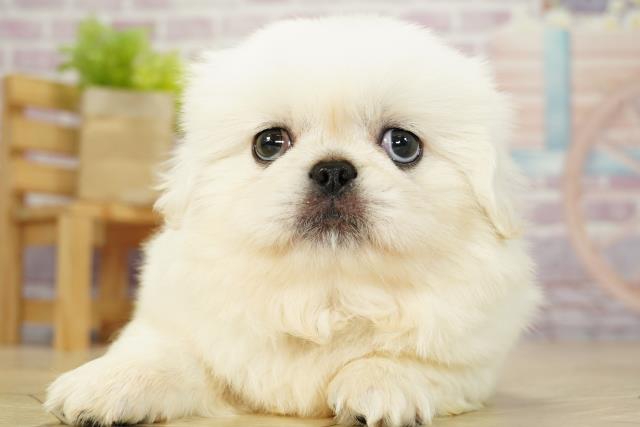 三重県のペキニーズ (Coo&RIKU津高茶屋店/2023年9月23日生まれ/男の子/ホワイト(白))の子犬