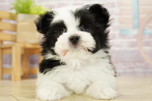 静岡県のハーフ犬 (Coo&RIKU浜松店/2023年9月24日生まれ/女の子/ブラックホワイト)の子犬