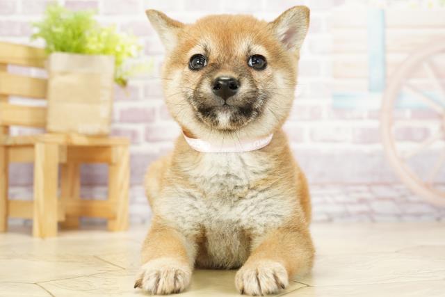 愛知県の豆柴 (Coo&RIKU名古屋中川店/2023年9月24日生まれ/女の子/レッド(赤))の子犬