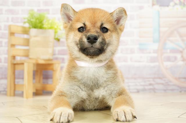 岐阜県の豆柴 (Coo&RIKU岐南店/2023年9月24日生まれ/女の子/レッド(赤))の子犬