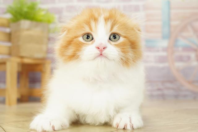 愛知県のスコティッシュフォールド (Coo&RIKU東海岡崎店/2023年9月24日生まれ/女の子/レッドタビーホワイト)の子猫