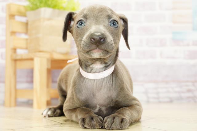 三重県のイタリアングレーハウンド (Coo&RIKU四日市店/2023年9月24日生まれ/女の子/ブルーホワイト)の子犬