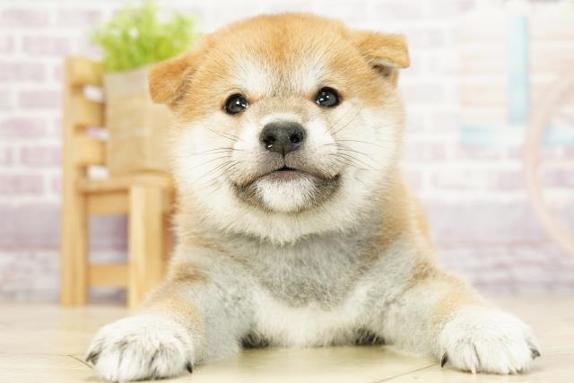 岐阜県の柴犬 (Coo&RIKU岐阜店/2023年9月23日生まれ/男の子/レッド(赤))の子犬