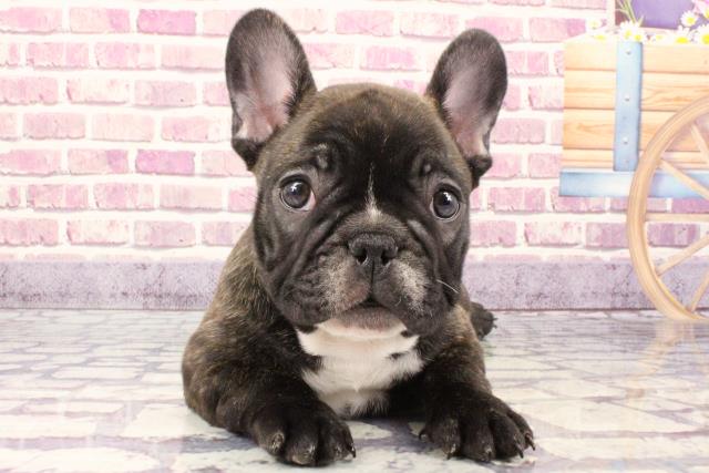 兵庫県のフレンチブルドッグ (Coo&RIKU伊丹店/2023年9月20日生まれ/男の子/ブリンドル)の子犬