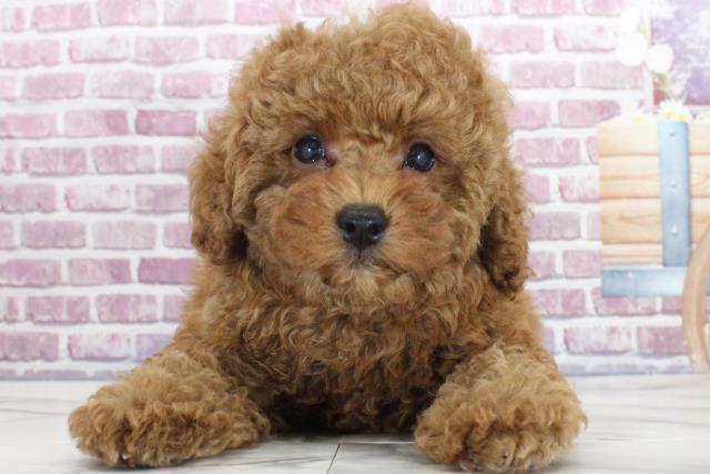 新潟県のトイプードル (Coo&RIKU新潟西店/2023年9月19日生まれ/男の子/レッド(赤))の子犬