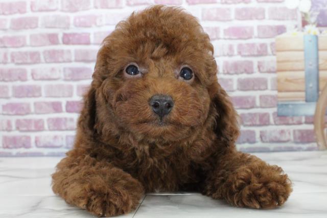 福島県のトイプードル (Coo&RIKU福島店/2023年9月19日生まれ/男の子/レッド(赤))の子犬