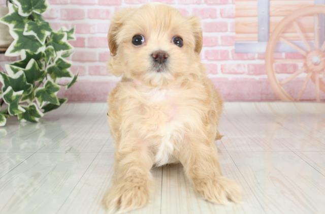 福岡県のマルプー (Coo&RIKU福岡古賀店/2023年9月11日生まれ/女の子/クリーム)の子犬
