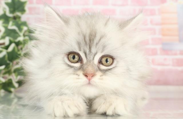 福岡県のサイベリアン (Coo&RIKU行橋店/2023年9月23日生まれ/男の子/シルバータビー)の子猫