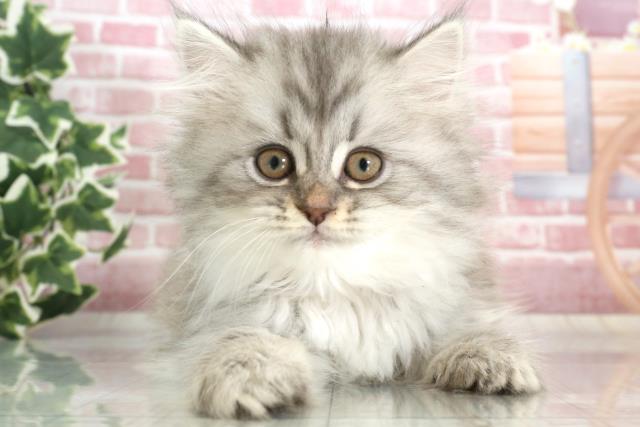 長崎県のサイベリアン (Coo&RIKU大村店/2023年9月23日生まれ/女の子/シルバータビー)の子猫