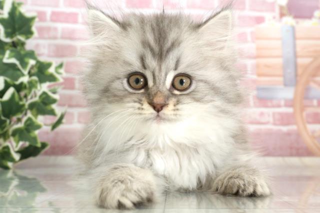 長崎県のサイベリアン (Coo&RIKU大村店/2023年9月23日生まれ/女の子/シルバータビー)の子猫