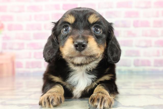 群馬県のチワックス (Coo&RIKU藤岡店/2023年9月25日生まれ/男の子/ブラックタン)の子犬