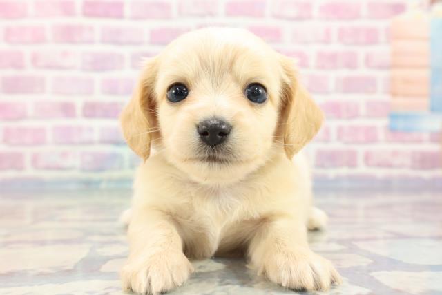 沖縄県のチワックス (Coo&RIKUイーアス沖縄豊崎店/2023年9月25日生まれ/男の子/クリーム)の子犬